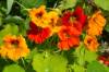 Orange und rote Blüten der Kapuzinerkresse