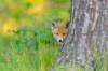 Ein Fuchs schaut hinter einem Baum hervor